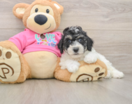 6 week old Poochon Puppy For Sale - Lone Star Pups