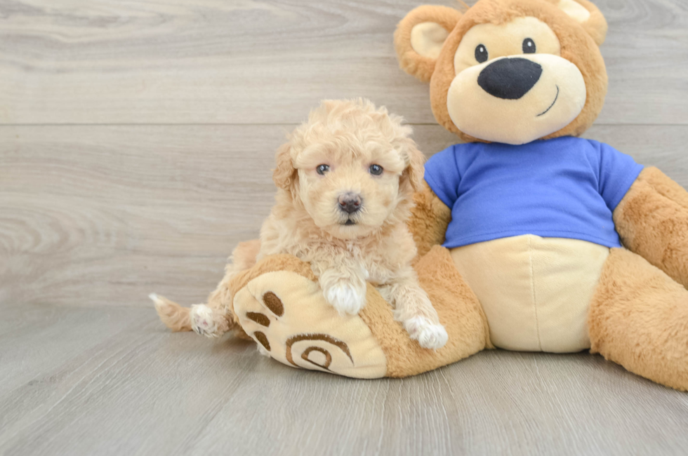 5 week old Poochon Puppy For Sale - Lone Star Pups