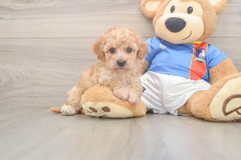 6 week old Poochon Puppy For Sale - Lone Star Pups