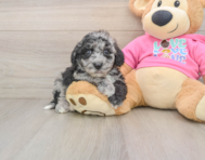 7 week old Poochon Puppy For Sale - Lone Star Pups