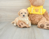 6 week old Poochon Puppy For Sale - Lone Star Pups