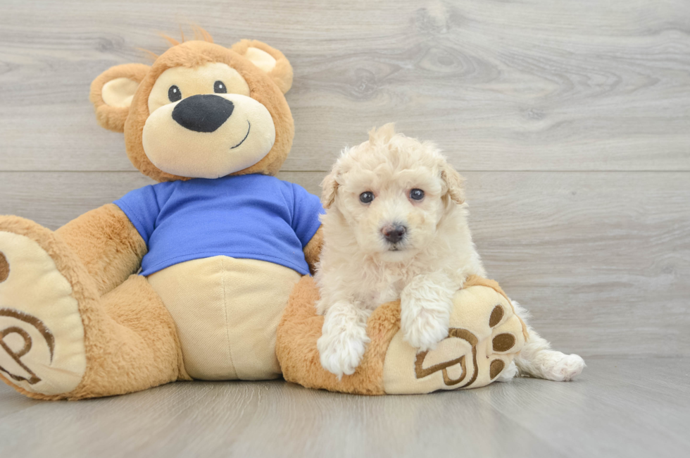 5 week old Poochon Puppy For Sale - Lone Star Pups