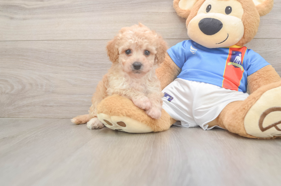 6 week old Poochon Puppy For Sale - Lone Star Pups
