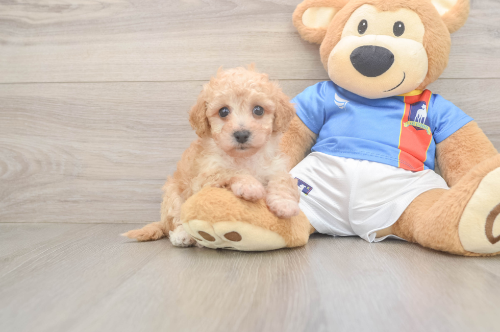 6 week old Poochon Puppy For Sale - Lone Star Pups