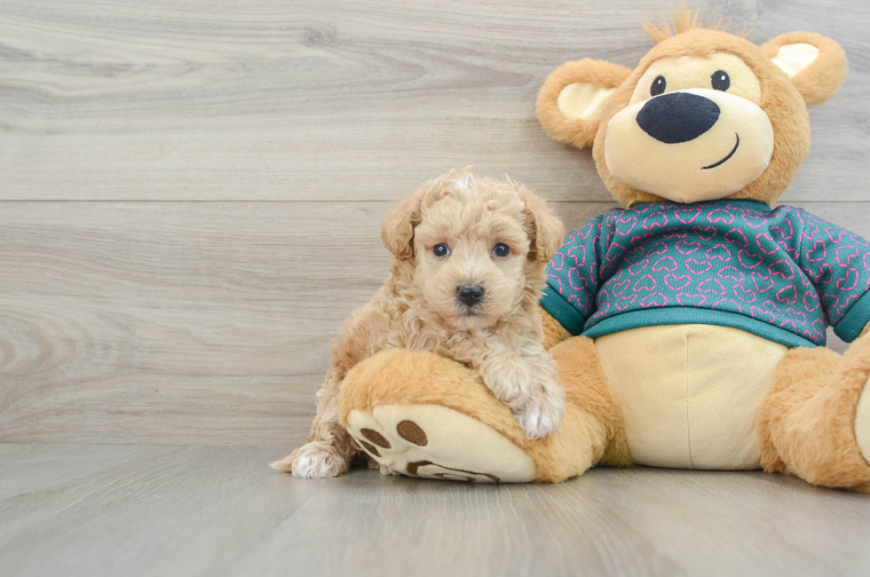 7 week old Poochon Puppy For Sale - Lone Star Pups