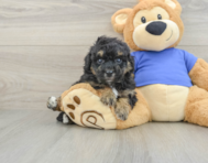 5 week old Poochon Puppy For Sale - Lone Star Pups