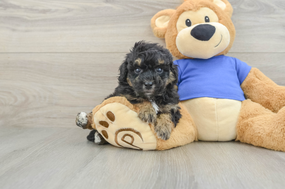 5 week old Poochon Puppy For Sale - Lone Star Pups