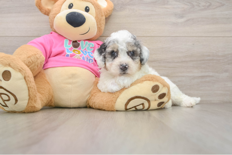 Small Poochon Baby