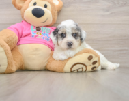 6 week old Poochon Puppy For Sale - Lone Star Pups