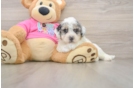 Small Poochon Baby