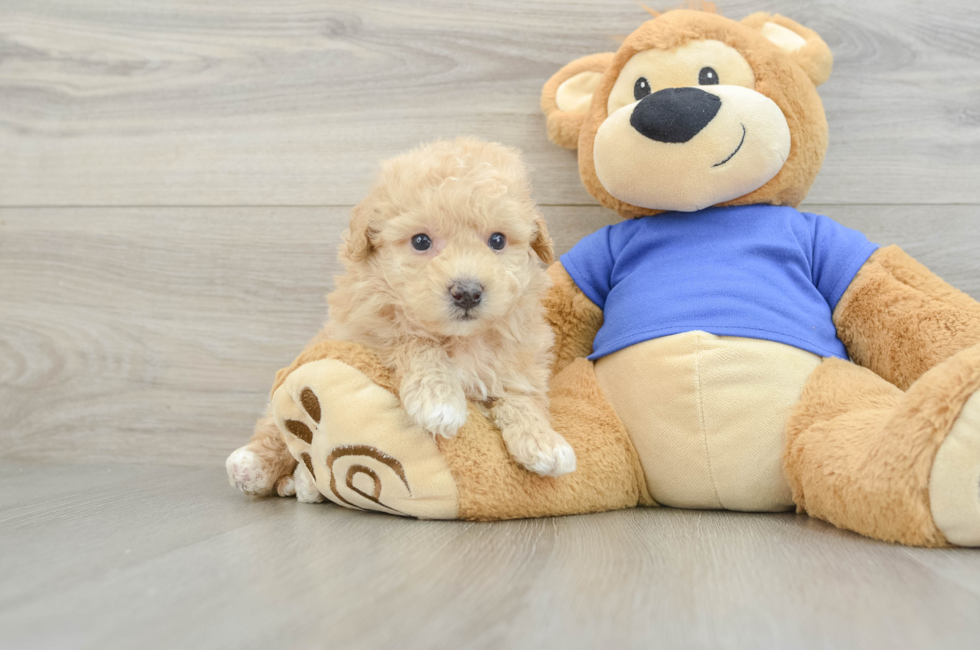 5 week old Poochon Puppy For Sale - Lone Star Pups