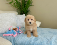 9 week old Poochon Puppy For Sale - Lone Star Pups
