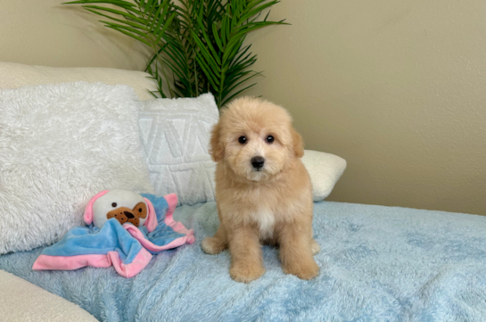 Poochon Puppy for Adoption