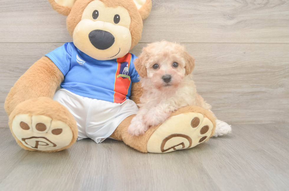 6 week old Poochon Puppy For Sale - Lone Star Pups