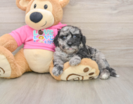 6 week old Poochon Puppy For Sale - Lone Star Pups