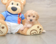 8 week old Poochon Puppy For Sale - Lone Star Pups