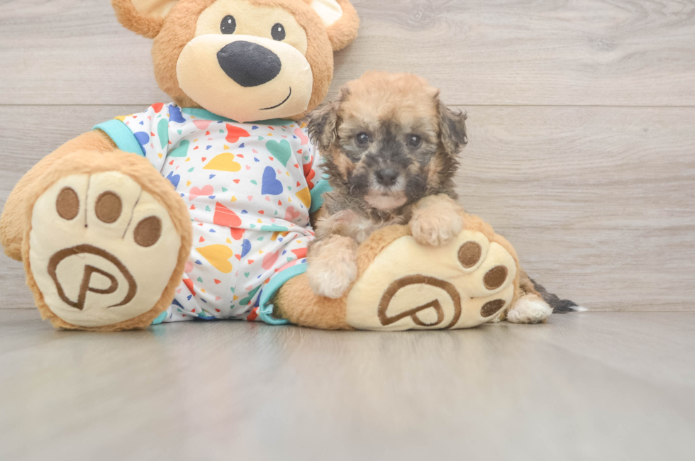 6 week old Poochon Puppy For Sale - Lone Star Pups