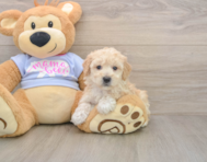 5 week old Poochon Puppy For Sale - Lone Star Pups