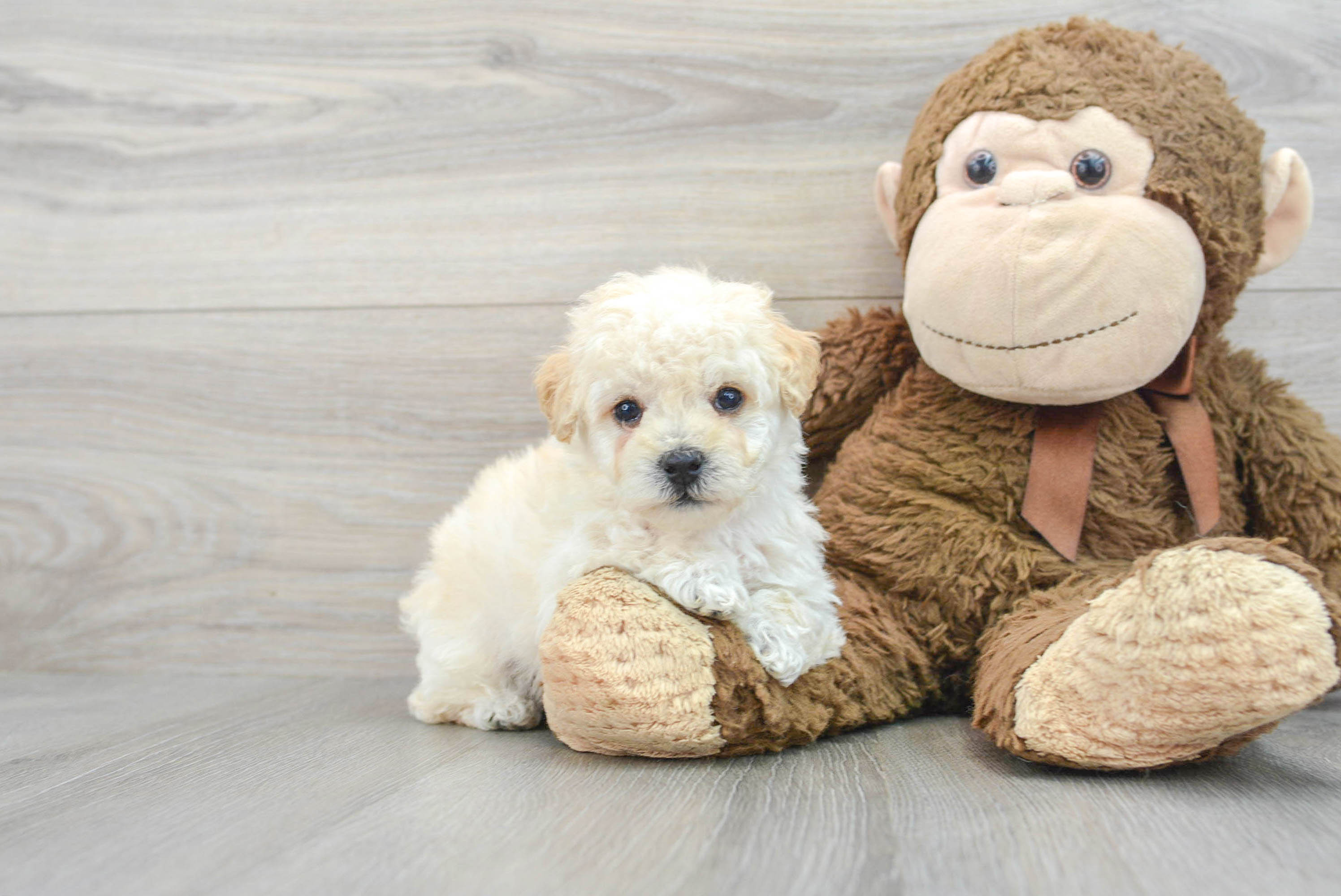 Poochon Pup Being Cute