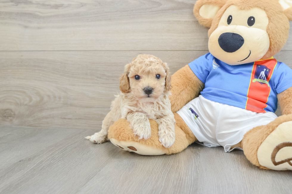 6 week old Poochon Puppy For Sale - Lone Star Pups