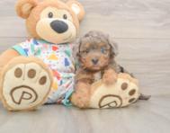 7 week old Poochon Puppy For Sale - Lone Star Pups