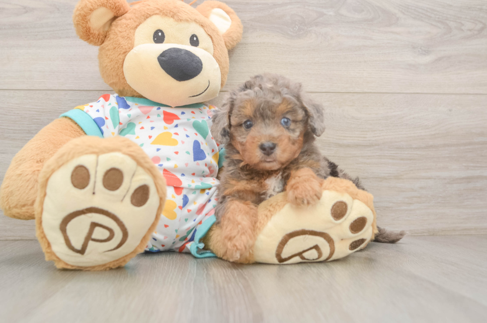 6 week old Poochon Puppy For Sale - Lone Star Pups