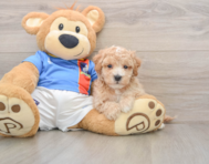 5 week old Poochon Puppy For Sale - Lone Star Pups