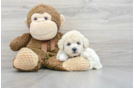 Cute Poochon Baby