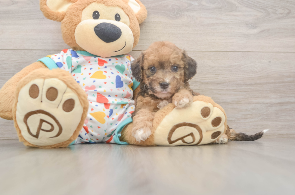 6 week old Poochon Puppy For Sale - Lone Star Pups