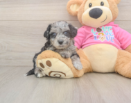 7 week old Poochon Puppy For Sale - Lone Star Pups