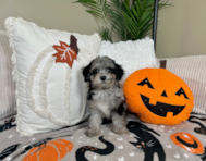 9 week old Poochon Puppy For Sale - Lone Star Pups