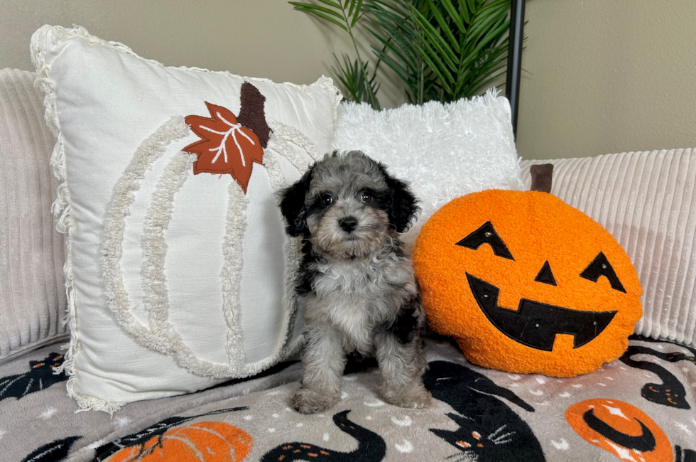 9 week old Poochon Puppy For Sale - Lone Star Pups