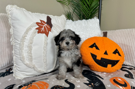 Poochon Pup Being Cute