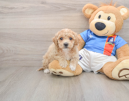 5 week old Poochon Puppy For Sale - Lone Star Pups