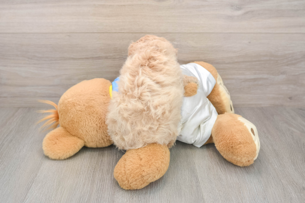 Playful Bichpoo Poodle Mix Puppy