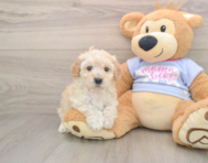 5 week old Poochon Puppy For Sale - Lone Star Pups