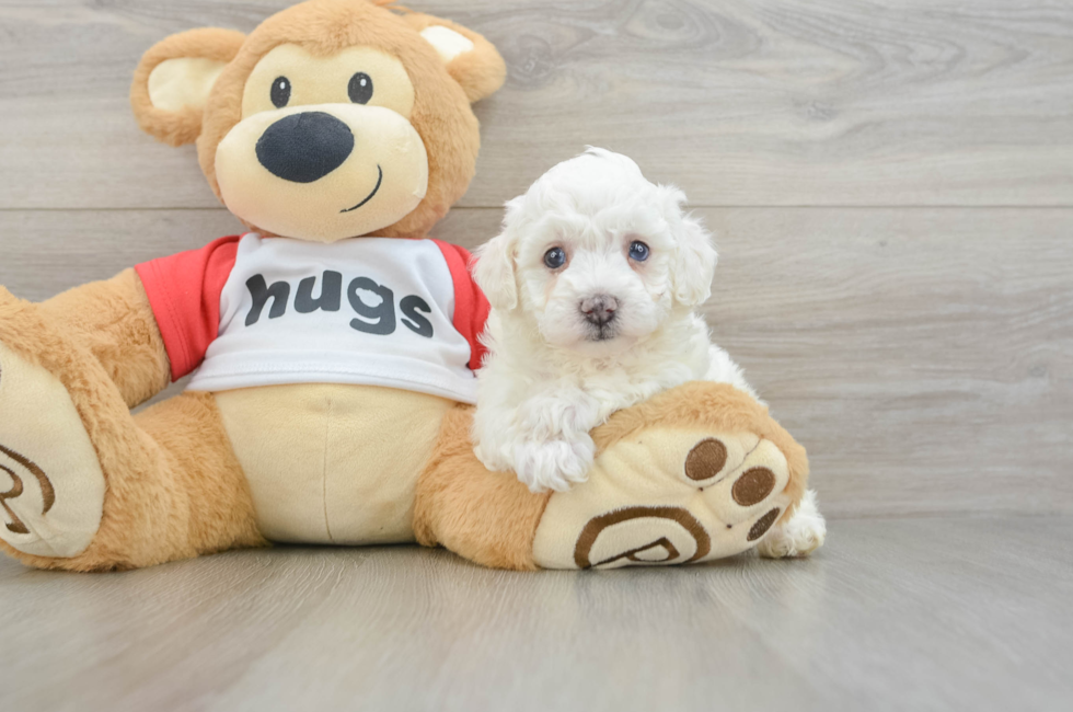 5 week old Poochon Puppy For Sale - Lone Star Pups