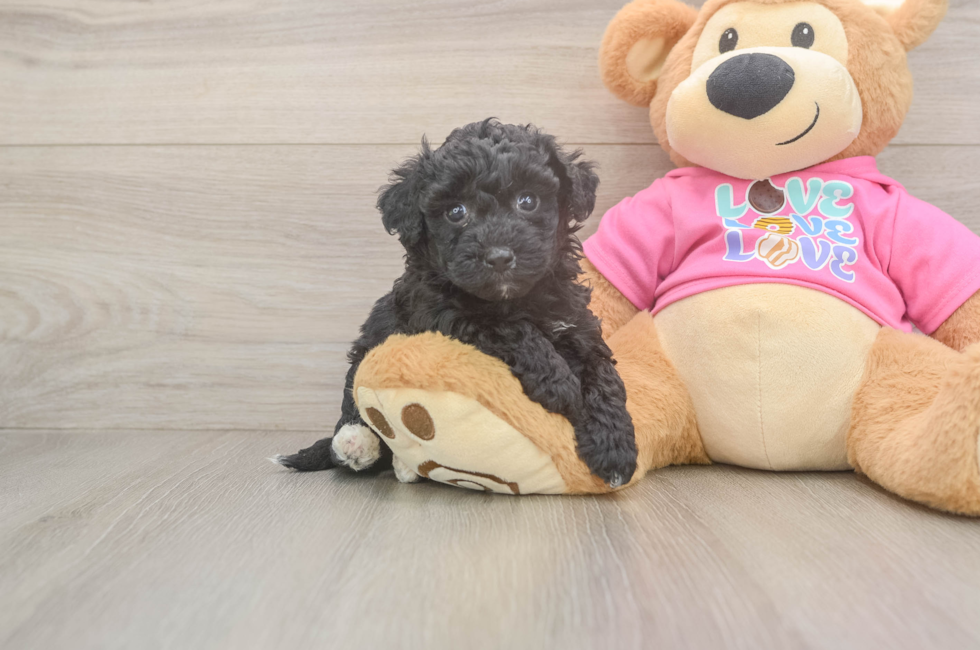 5 week old Poochon Puppy For Sale - Lone Star Pups