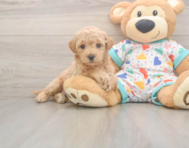 8 week old Poochon Puppy For Sale - Lone Star Pups