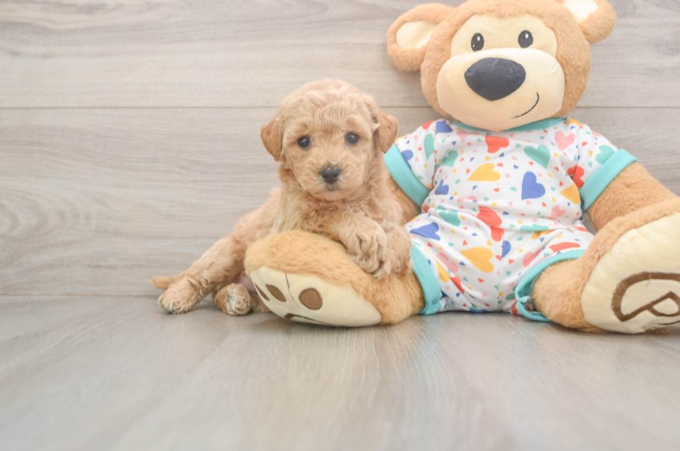 6 week old Poochon Puppy For Sale - Lone Star Pups