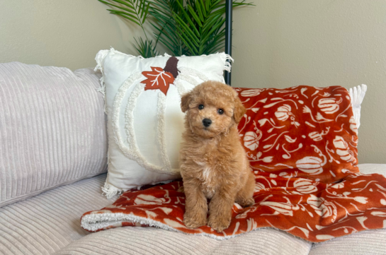 9 week old Poochon Puppy For Sale - Lone Star Pups Cute Bichpoo Poodle Mix Puppy