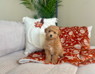 9 week old Poochon Puppy For Sale - Lone Star Pups 9 week old Poochon Puppy For Sale - Lone Star Pups