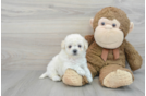 Smart Poochon Poodle Mix Pup