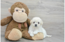 Best Poochon Baby
