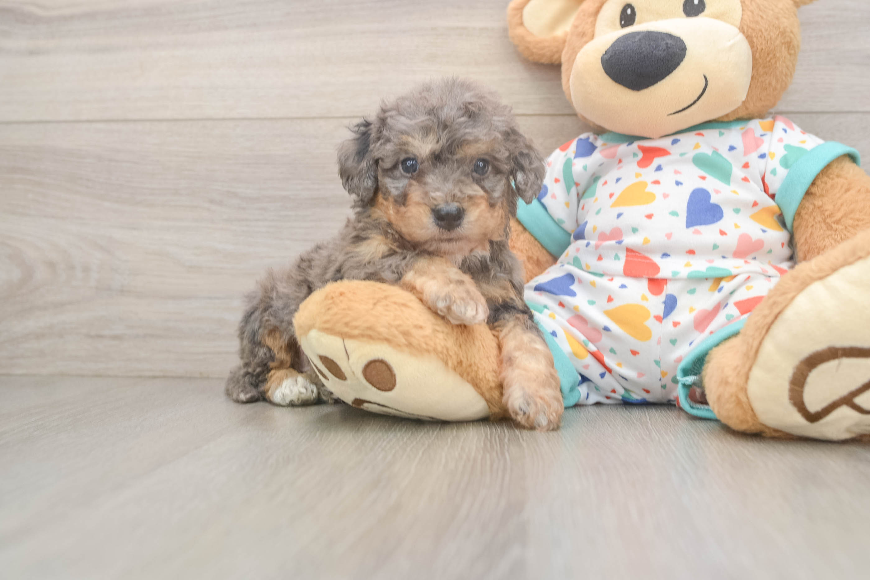 Petite Poochon Poodle Mix Pup