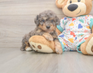 7 week old Poochon Puppy For Sale - Lone Star Pups
