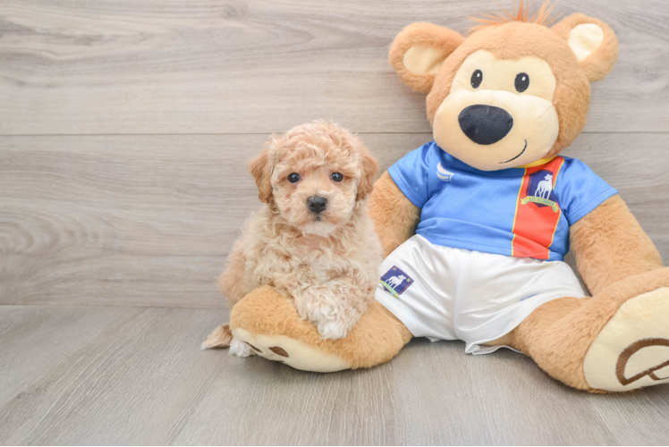 Poochon Pup Being Cute