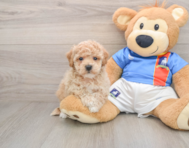 5 week old Poochon Puppy For Sale - Lone Star Pups