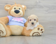 5 week old Poochon Puppy For Sale - Lone Star Pups