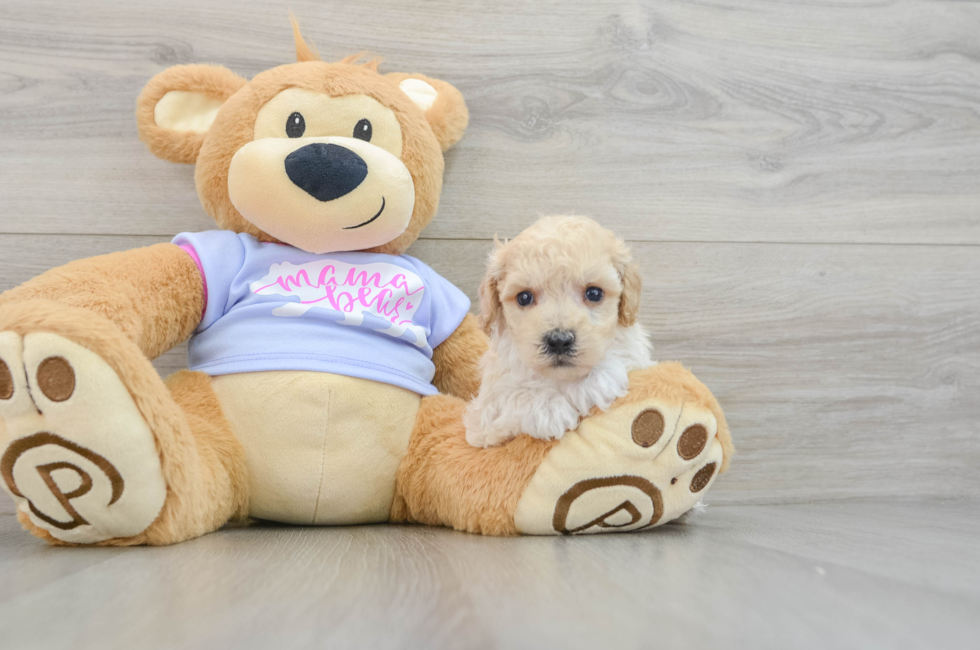 5 week old Poochon Puppy For Sale - Lone Star Pups